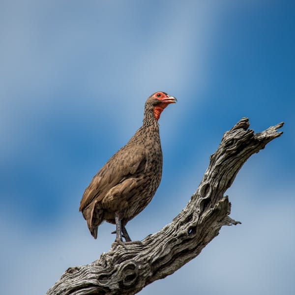 خالد الرفاعي